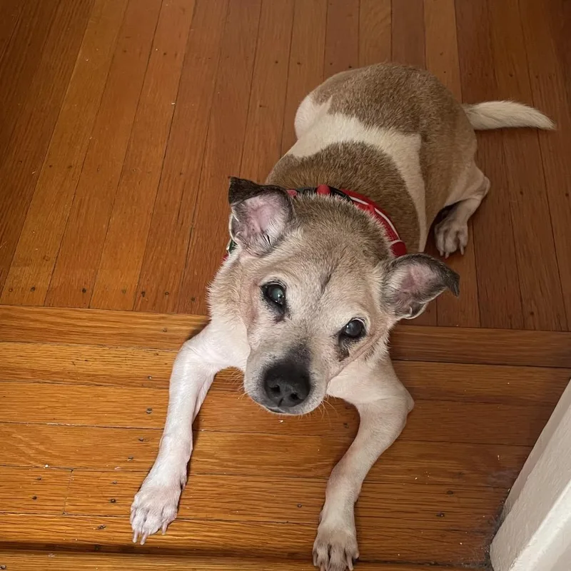 A senior small-sized male Brown / Chocolate Chihuahua dog named Hot Tub for adoption in San Francisco, CA