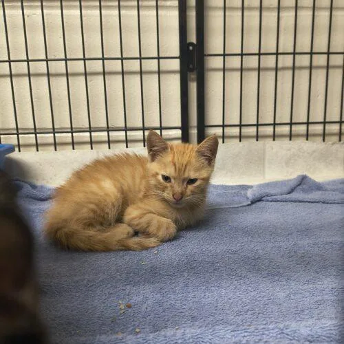 A baby small-sized male Tabby (Orange / Red) Domestic Short Hair cat named Mako for adoption in Burlington, IA