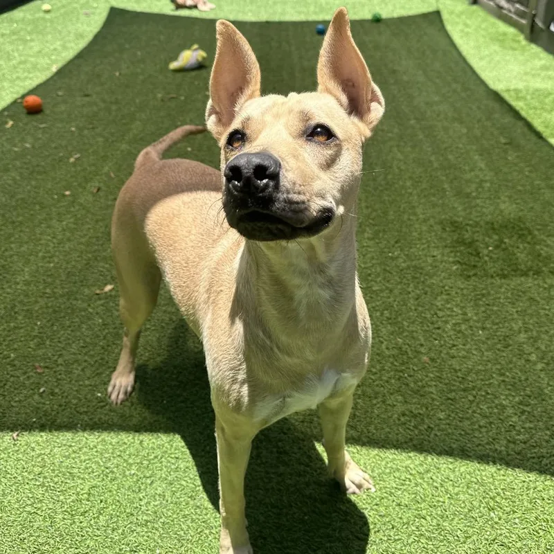 Nibbles Aka Honey thumbnail 2