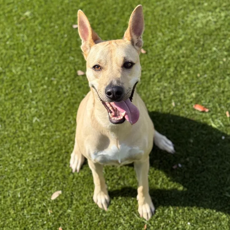 Nibbles Aka Honey thumbnail 3