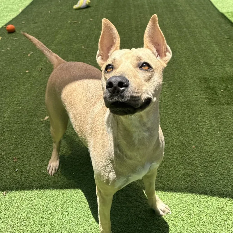 Nibbles Aka Honey thumbnail 4