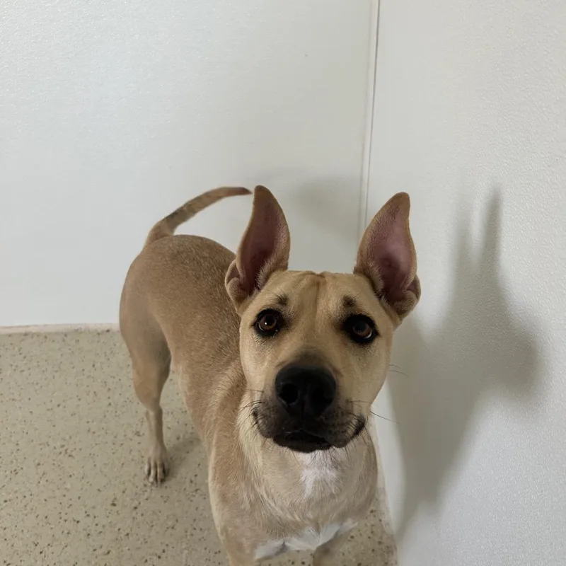 Nibbles Aka Honey thumbnail 5