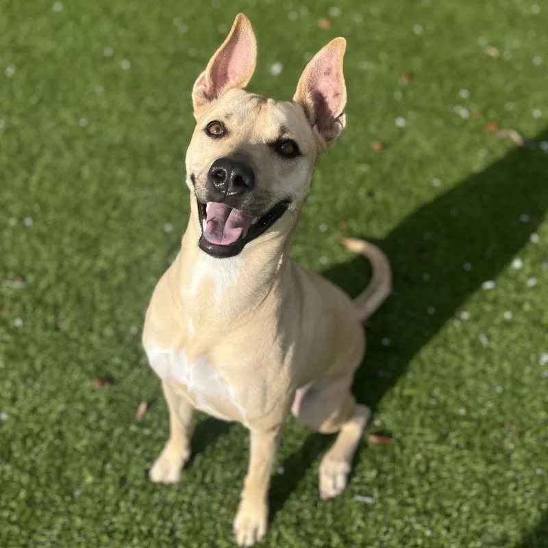 Nibbles Aka Honey thumbnail 6