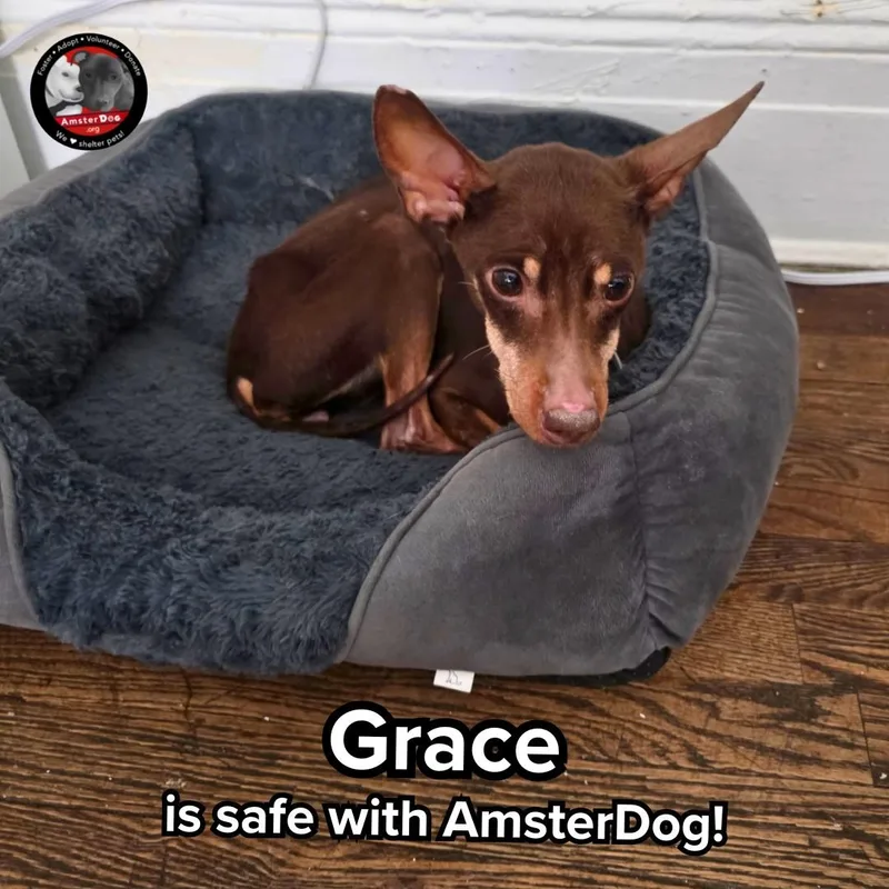 An adult small-sized female Miniature Pinscher dog named Grace for adoption in New York, NY