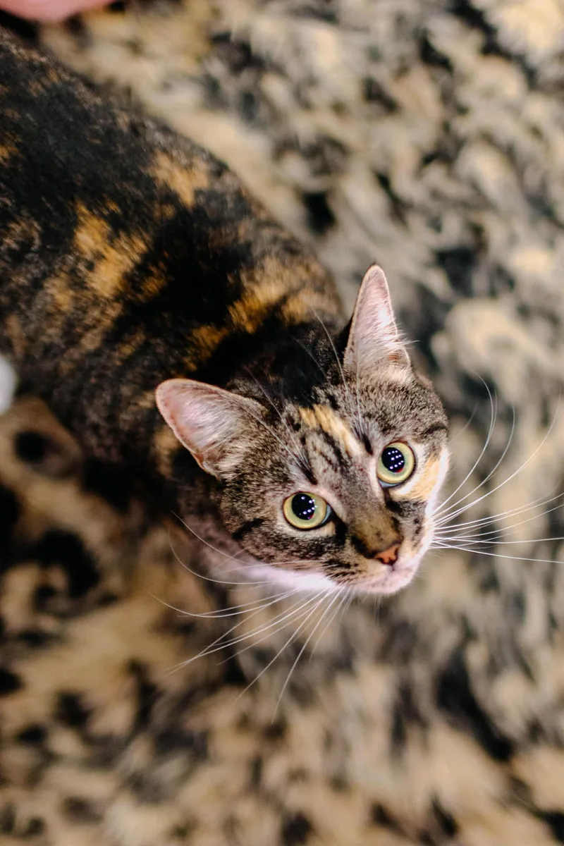 Bella & Lucky thumbnail 4