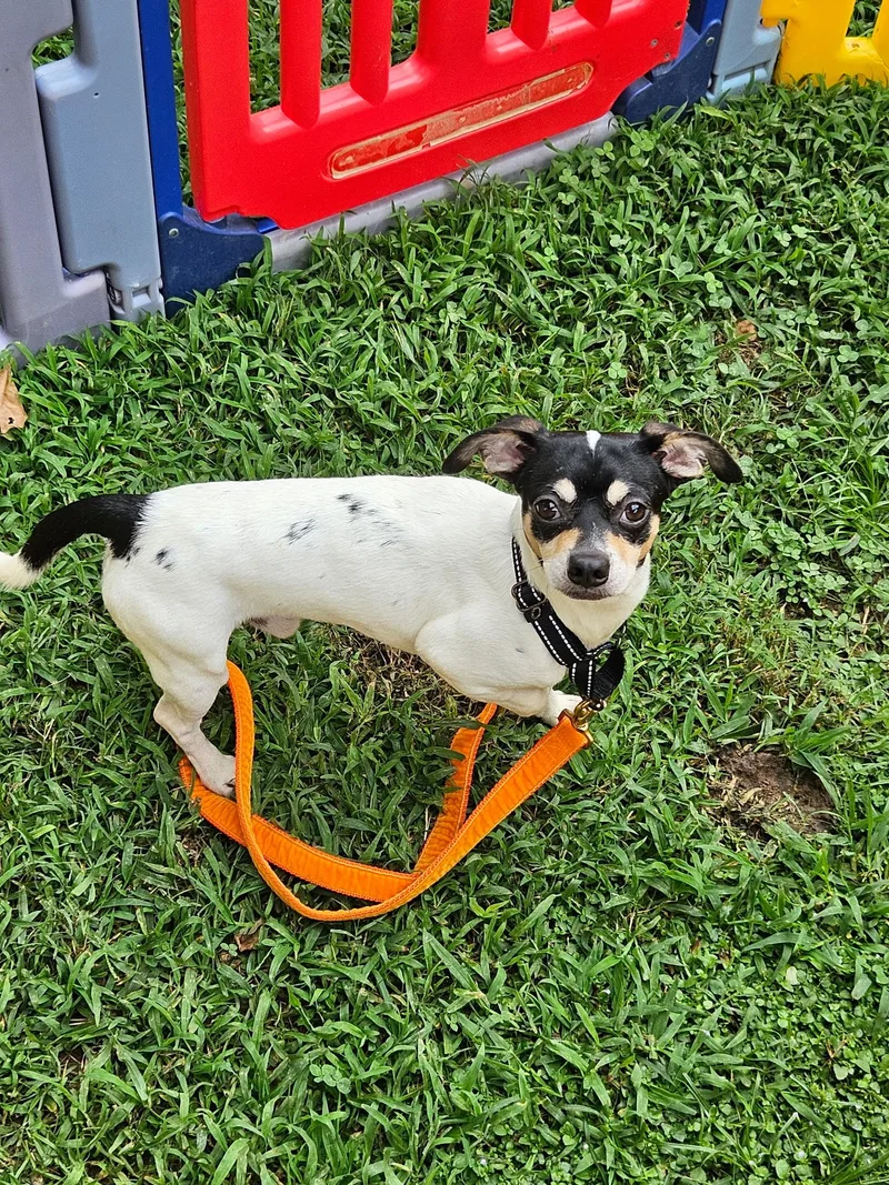 Oreo