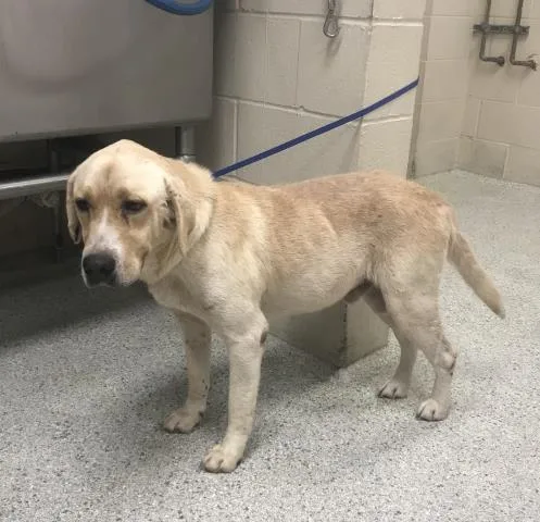 An adult large-sized male Labrador Retriever dog named Max for adoption in Conroe, TX