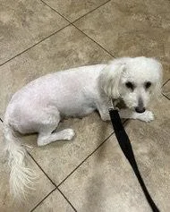 A young small-sized female Maltese dog named Diamond for adoption in Corona, CA