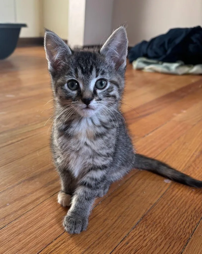 A baby small-sized female Domestic Short Hair cat named Savannah for adoption in Rockford, IL