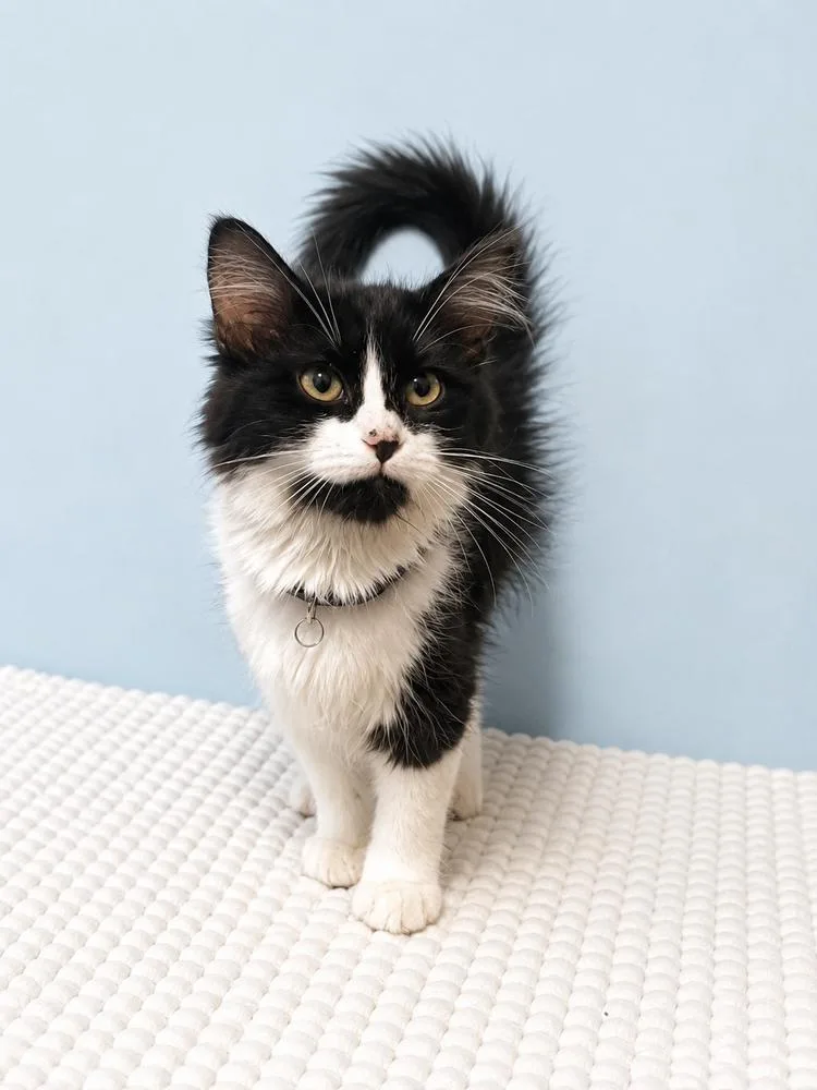 A baby small-sized female Black & White / Tuxedo Domestic Medium Hair cat named Vanilla for adoption in Homer Glen, IL