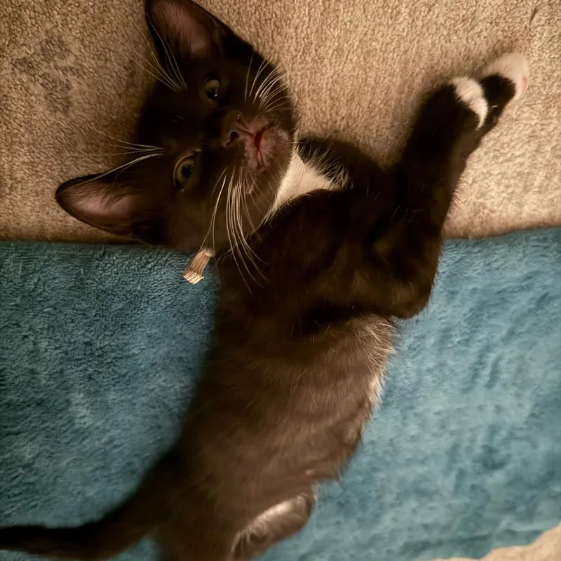A baby small-sized male Black Domestic Short Hair cat named Graham Cracker for adoption in Austin, TX