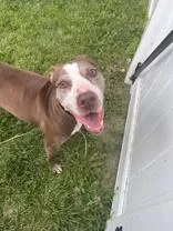 An adult medium-sized male Brown / Chocolate Pit Bull Terrier dog named Milo for adoption in Moline, IL