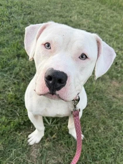An adult large-sized male White / Cream Pit Bull Terrier dog named Mochi PhD for adoption in Kansas City, MO
