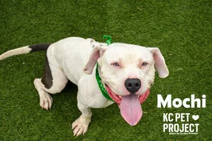 Mochi PhD thumbnail 2