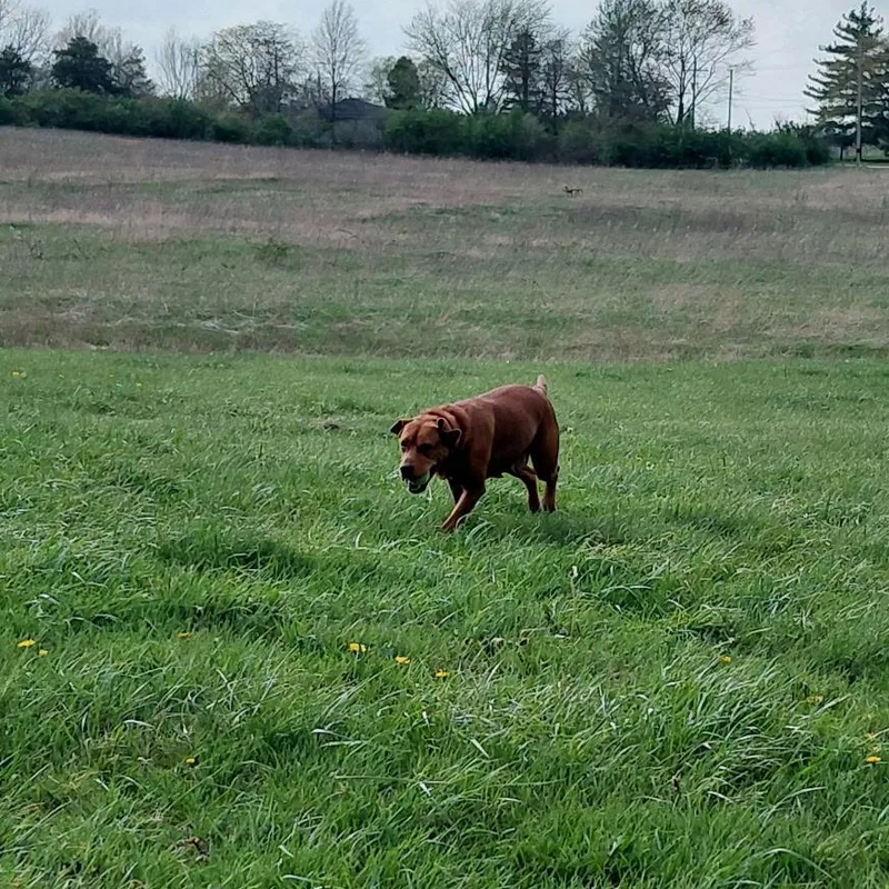 A young medium-sized female Red / Chestnut / Orange Labrador Retriever dog named Brandy for adoption in Muncie, IN