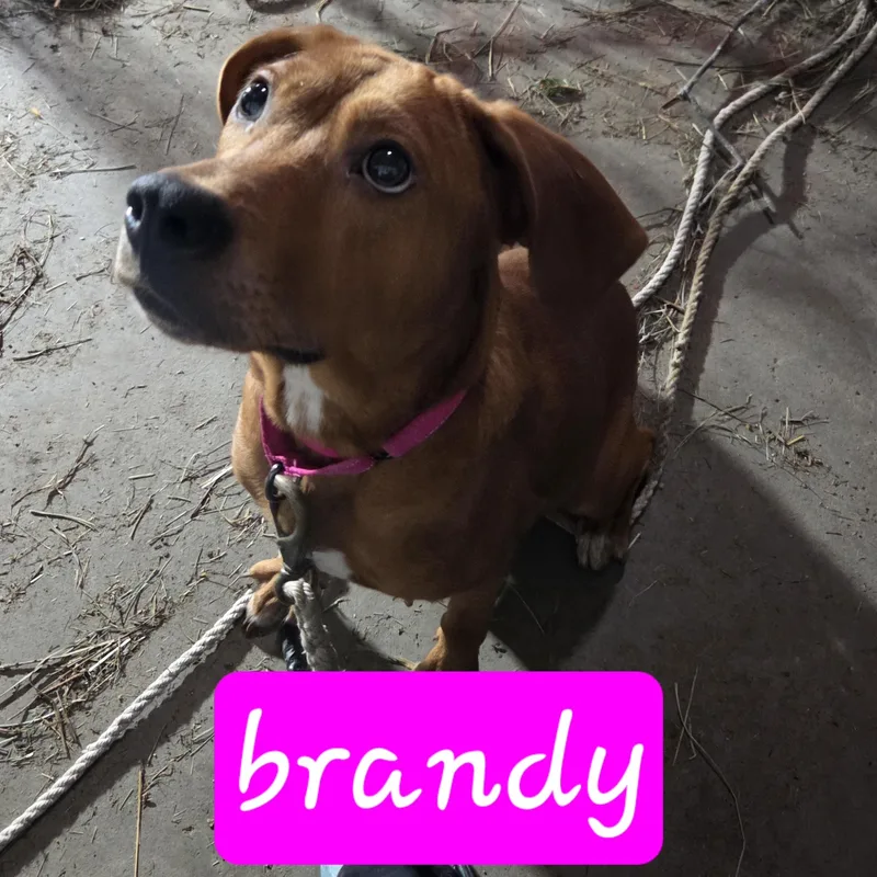 Brandy thumbnail 5