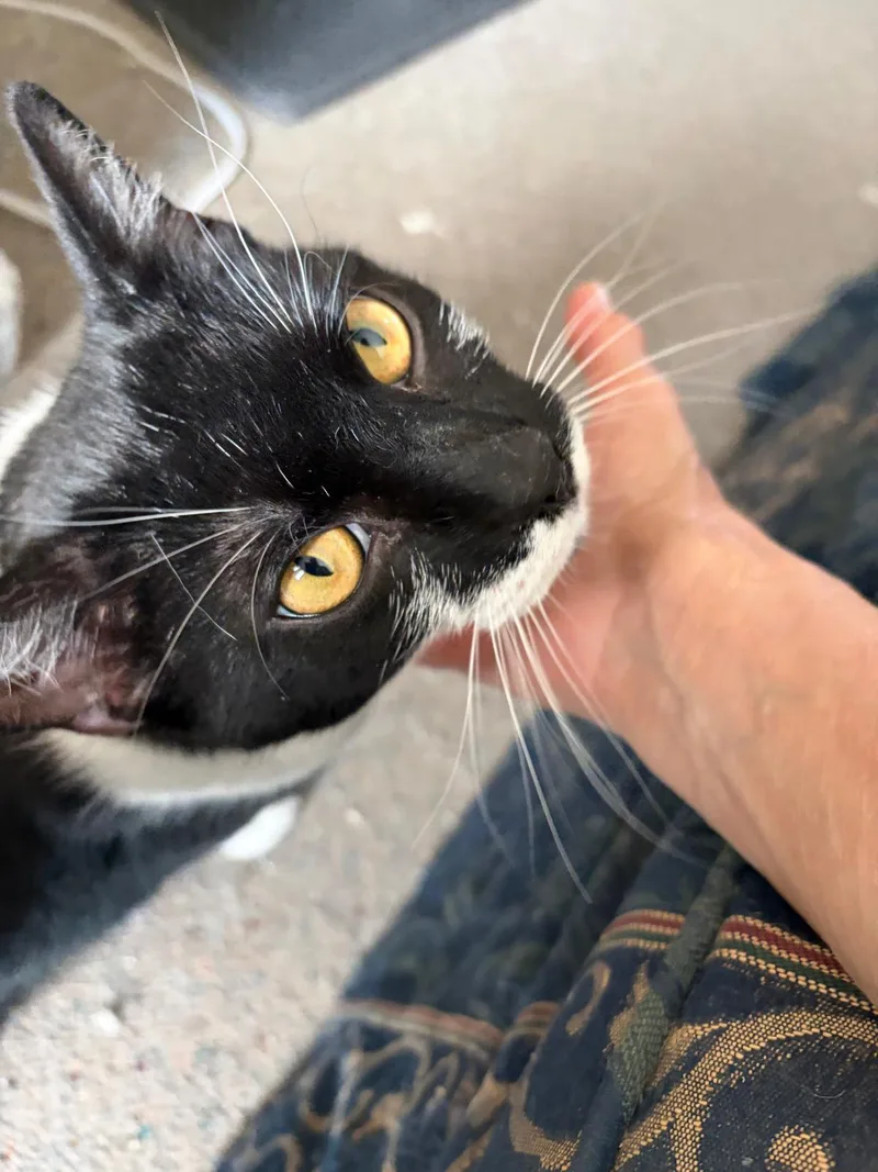A young large-sized male Black & White / Tuxedo Domestic Short Hair cat named Oreo for adoption in Brooklyn, NY