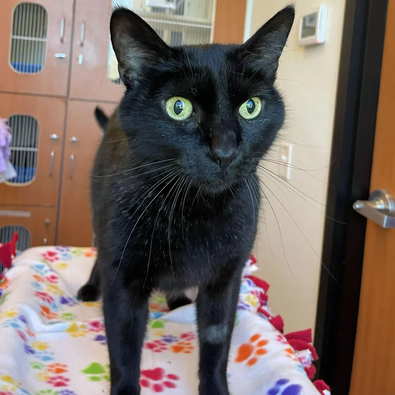 An adult medium-sized male Black Domestic Short Hair cat named Opey for adoption in Rochester, MN