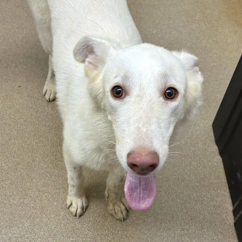 An adult medium-sized female Husky dog named Islarose GCH for adoption in Rockaway, NJ