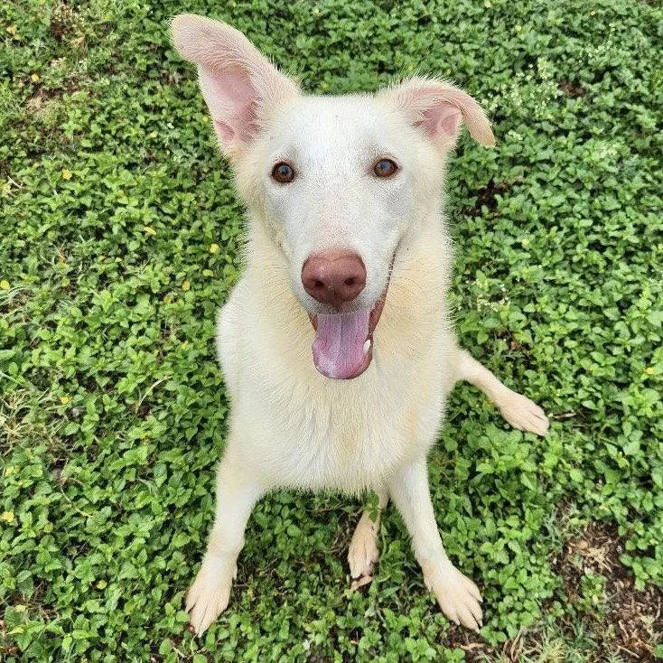 Islarose GCH thumbnail 3