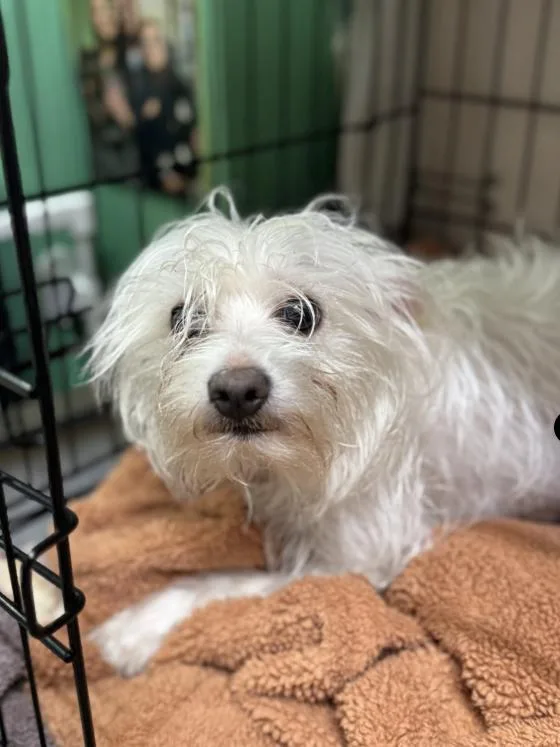 An adult small-sized male White / Cream Maltese dog named Son Son for adoption in Chicago, IL