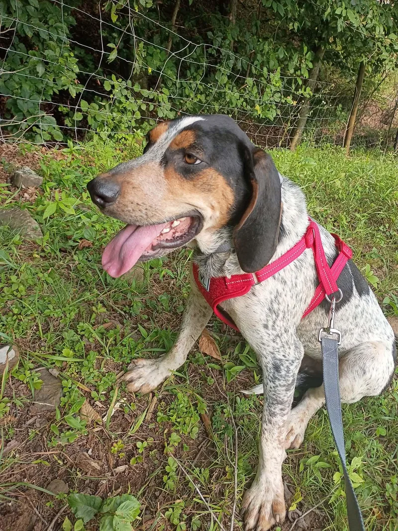A baby medium-sized male Tricolor (Brown, Black, & White) Bluetick Coonhound dog named Radar for adoption in Lexington, MA
