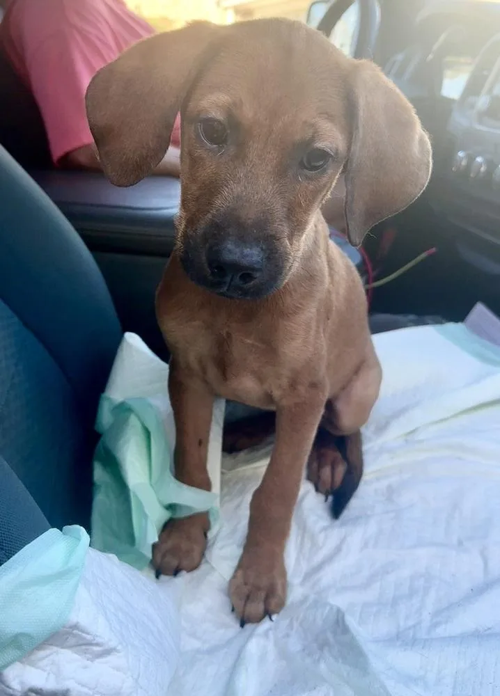 A baby small-sized male Red / Chestnut / Orange Black Mouth Cur dog named Clifford for adoption in Silsbee, TX