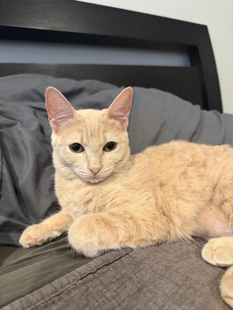 A baby small-sized female Orange & White Tabby cat named Buffy for adoption in Dallas, TX