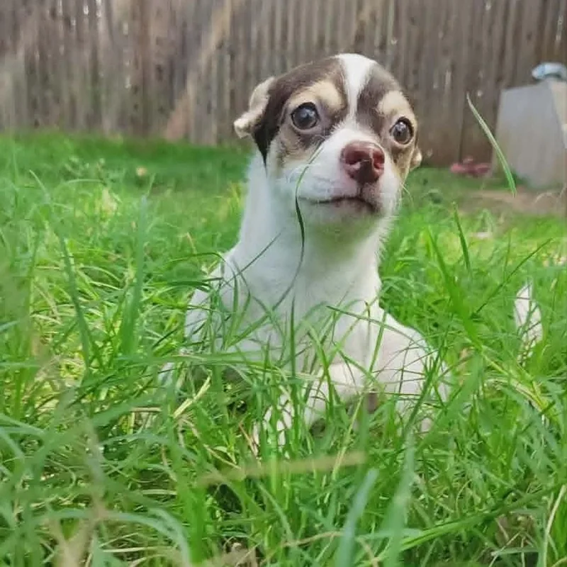 A baby small-sized male Tricolor (Brown, Black, & White) Chihuahua dog named Quasimodo for adoption in Oklahoma City, OK