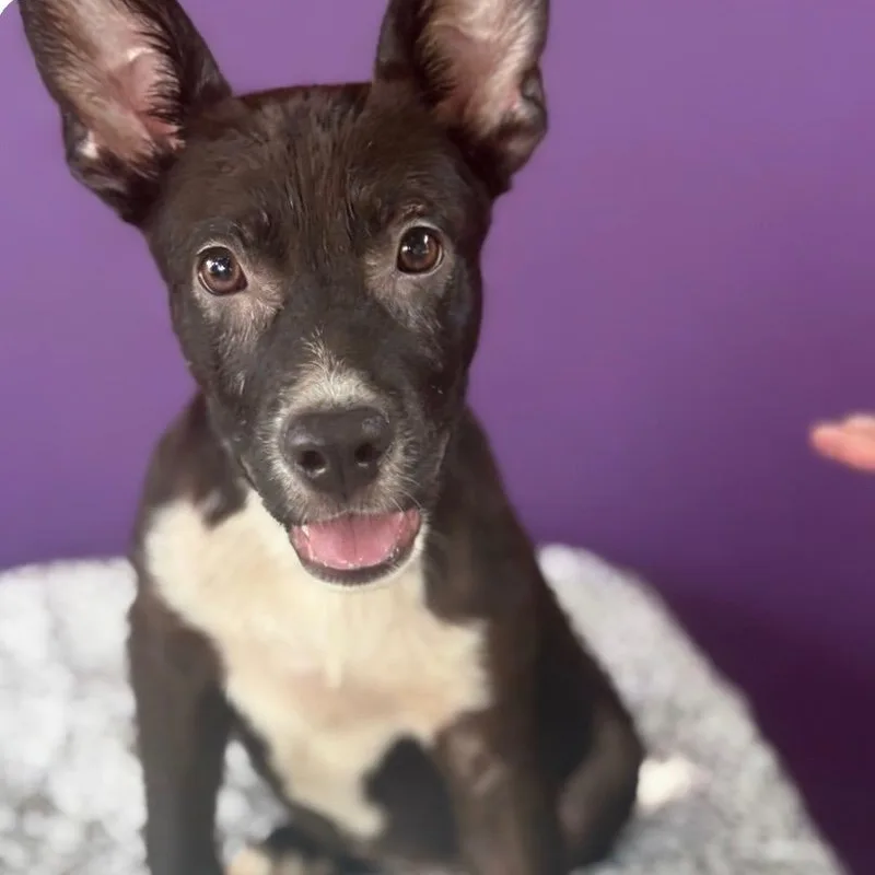 A baby medium-sized female Sable Terrier dog named Lulu Luv Bug for adoption in Houston, TX