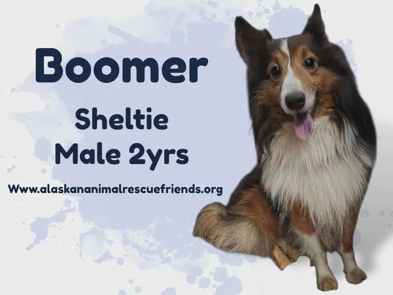 An adult medium-sized male Shetland Sheepdog / Sheltie dog named Boomer for adoption in Anchorage, AK