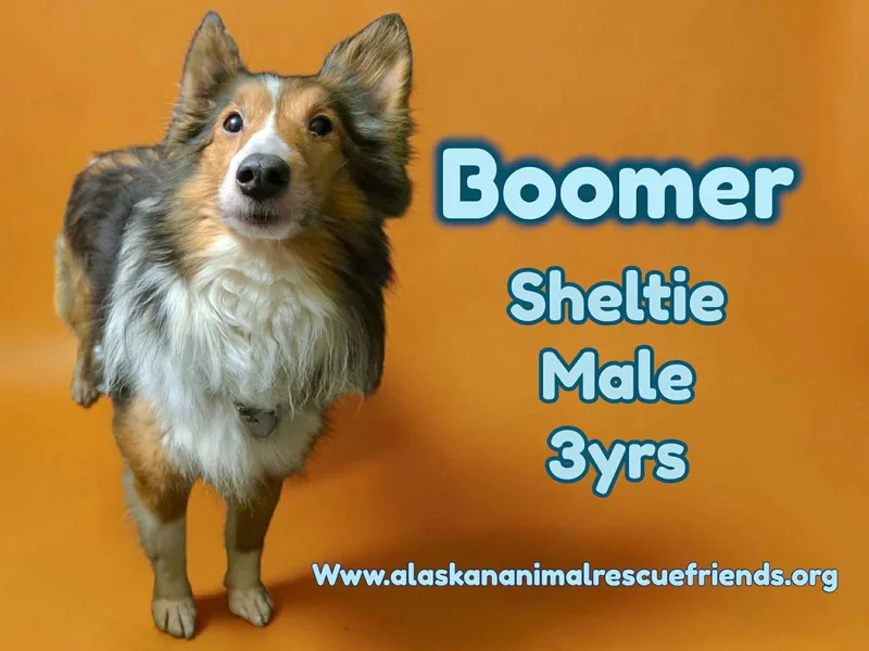 Boomer thumbnail 2