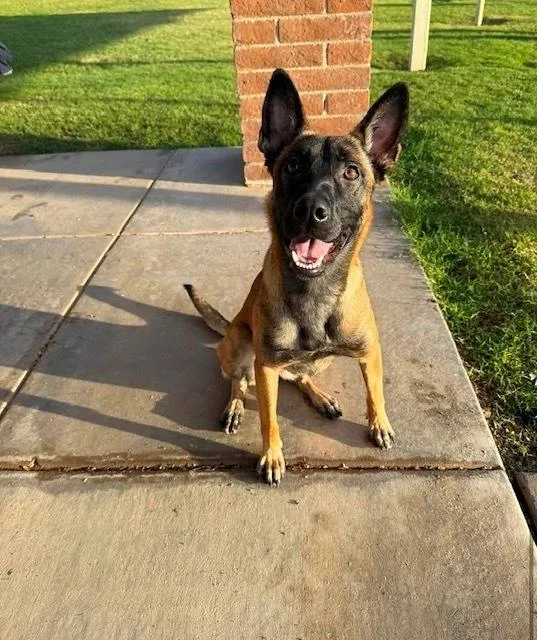 An adult large-sized female Apricot / Beige Belgian Shepherd / Malinois dog named Meena Located in Arizona for adoption in Imlay City, MI
