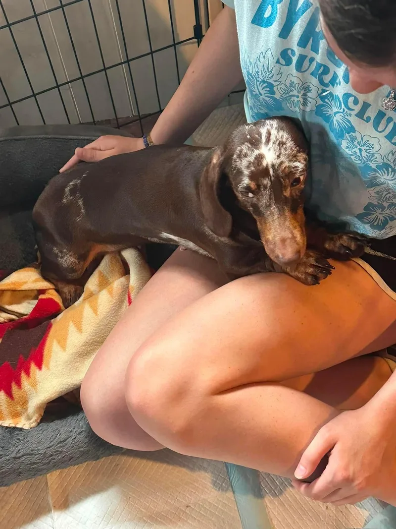 An adult small-sized female Dachshund dog named Jezzy for adoption in Richmond, KY