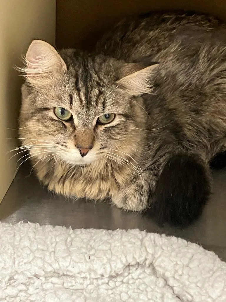 A young large-sized male Domestic Long Hair cat named Fluffy for adoption in Lunenburg, MA