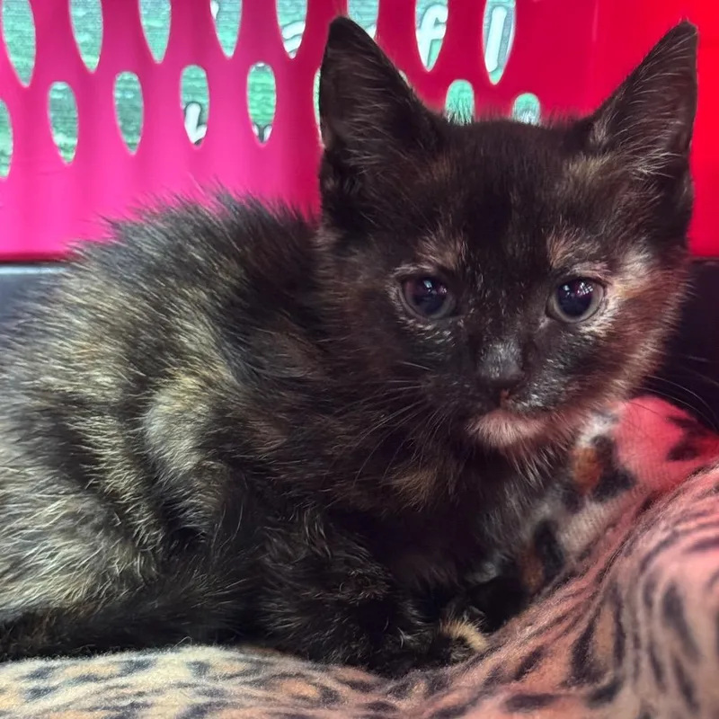 A baby small-sized female Tortoiseshell Domestic Short Hair cat named Nyx for adoption in Lauderhill, FL