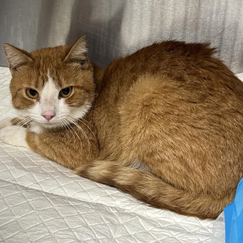 An adult medium-sized male Orange / Red Domestic Short Hair cat named Garlic Clove for adoption in Columbiana, AL
