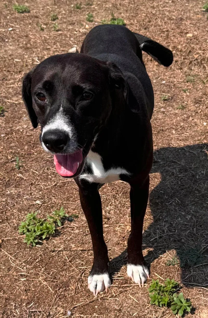 A young medium-sized female Mixed Breed dog named Lucy for adoption in Shelburne, VT