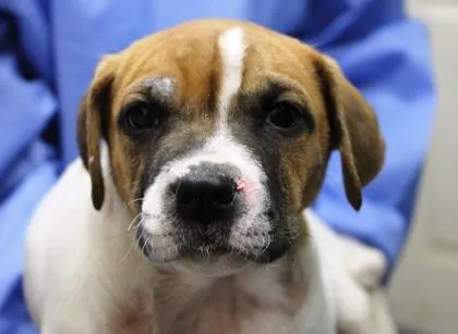 Sarafina thumbnail 2