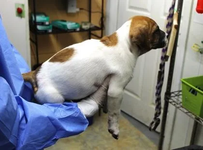 Sarafina thumbnail 3