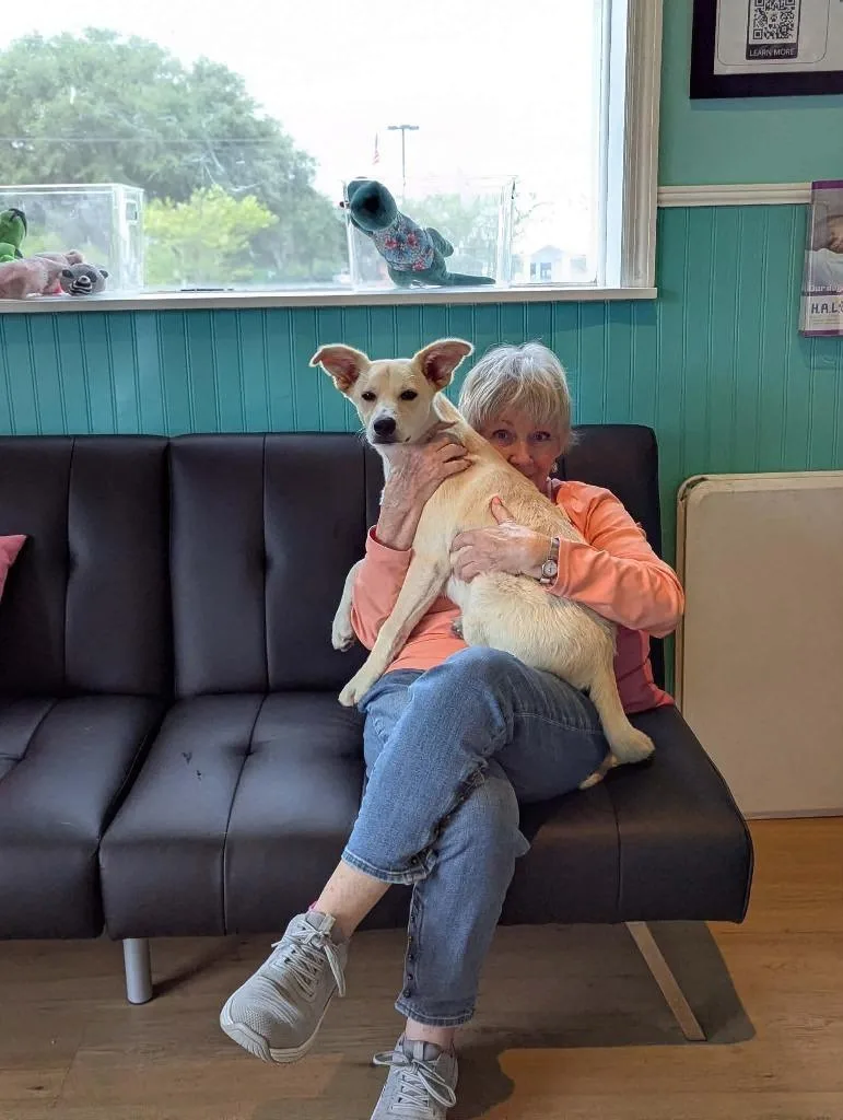 A baby medium-sized female Mixed Breed dog named Marsha for adoption in Sebastian, FL