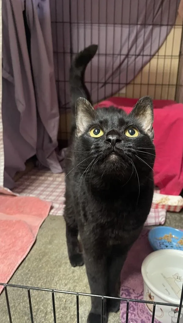 A senior medium-sized female Domestic Short Hair cat named Beatrice for adoption in Oceanside, CA