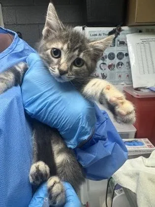 A baby medium-sized female Domestic Short Hair cat named Dragonfly for adoption in West Chester, PA