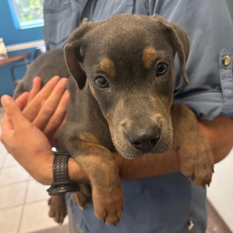 A baby small-sized male Gray / Blue / Silver Mixed Breed dog named StraythStreet for adoption in Columbus, GA