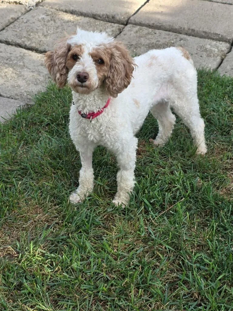 An adult small-sized female Miniature Poodle dog named Lola for adoption in Orland Park, IL
