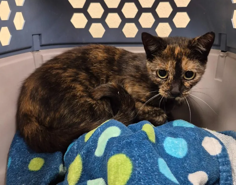 A baby medium-sized female Domestic Short Hair cat named Dottie for adoption in Christiansburg, VA