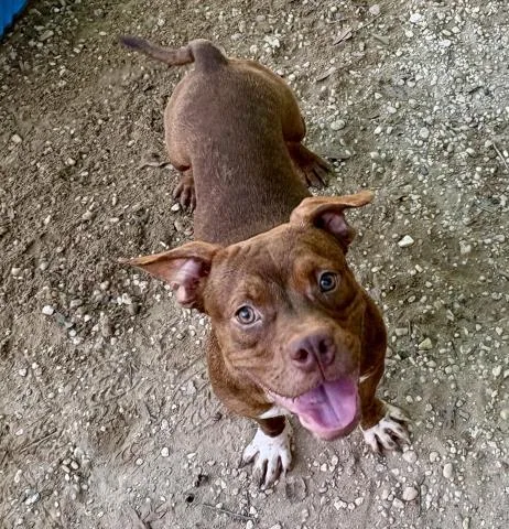 A young medium-sized male Mixed Breed dog named Dr. Doofenshmirtz for adoption in Pensacola, FL