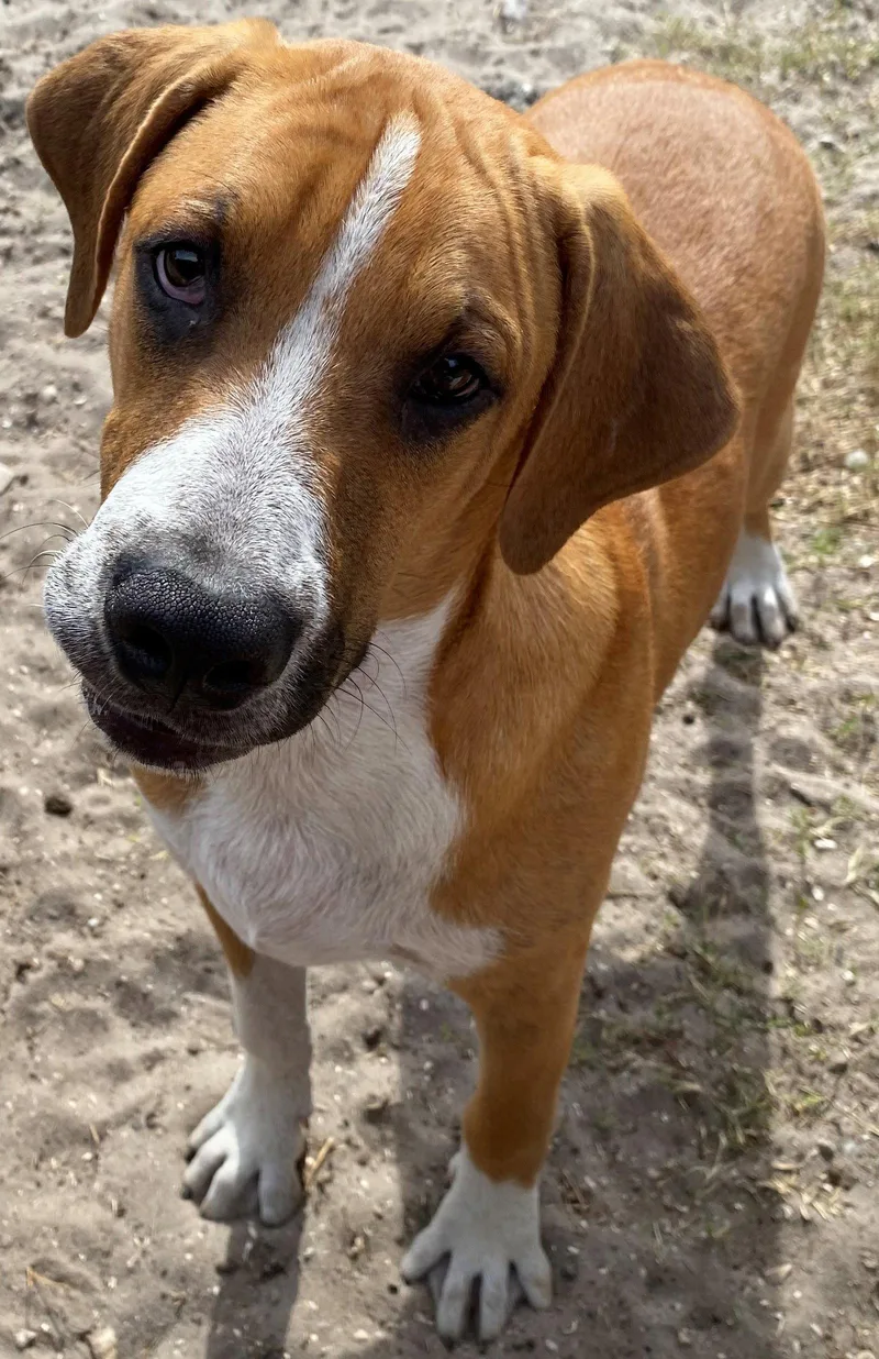 An adult medium-sized male Hound dog named Marley for adoption in Sanford, FL