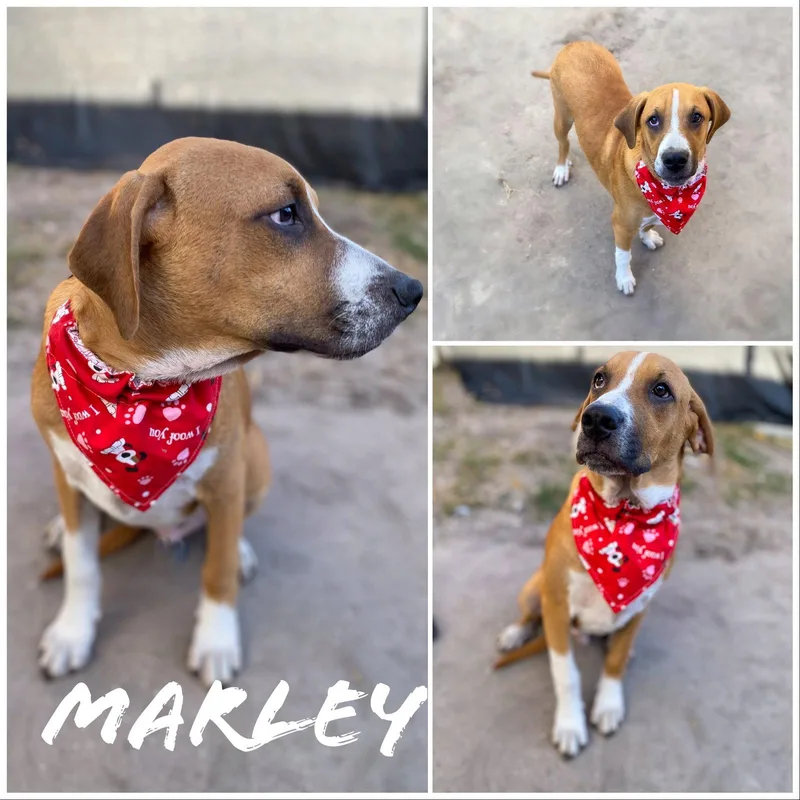 Marley thumbnail 3