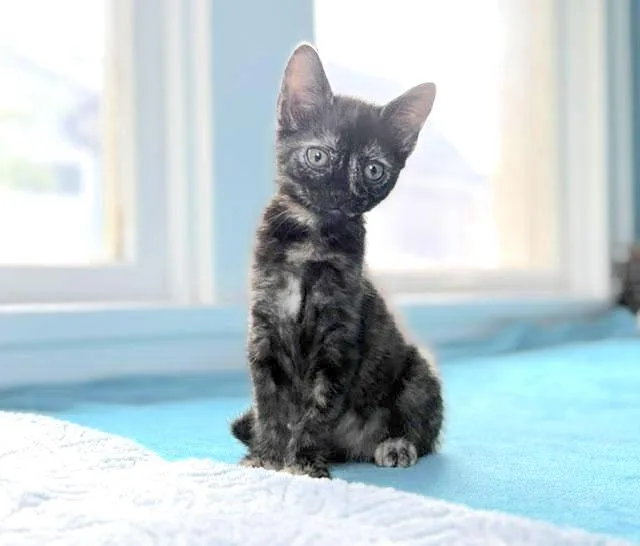 A baby medium-sized female Tortoiseshell Domestic Short Hair cat named Ziggy for adoption in Houston, TX